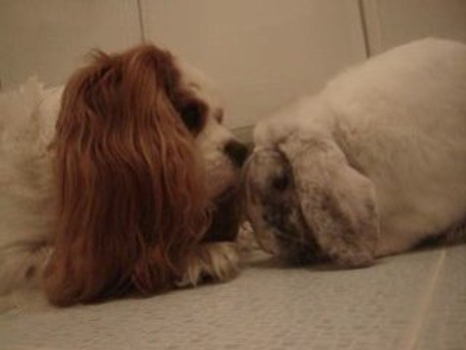 sdb : kuku veut un câlin