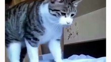 Good Morning. .  😸😸😸