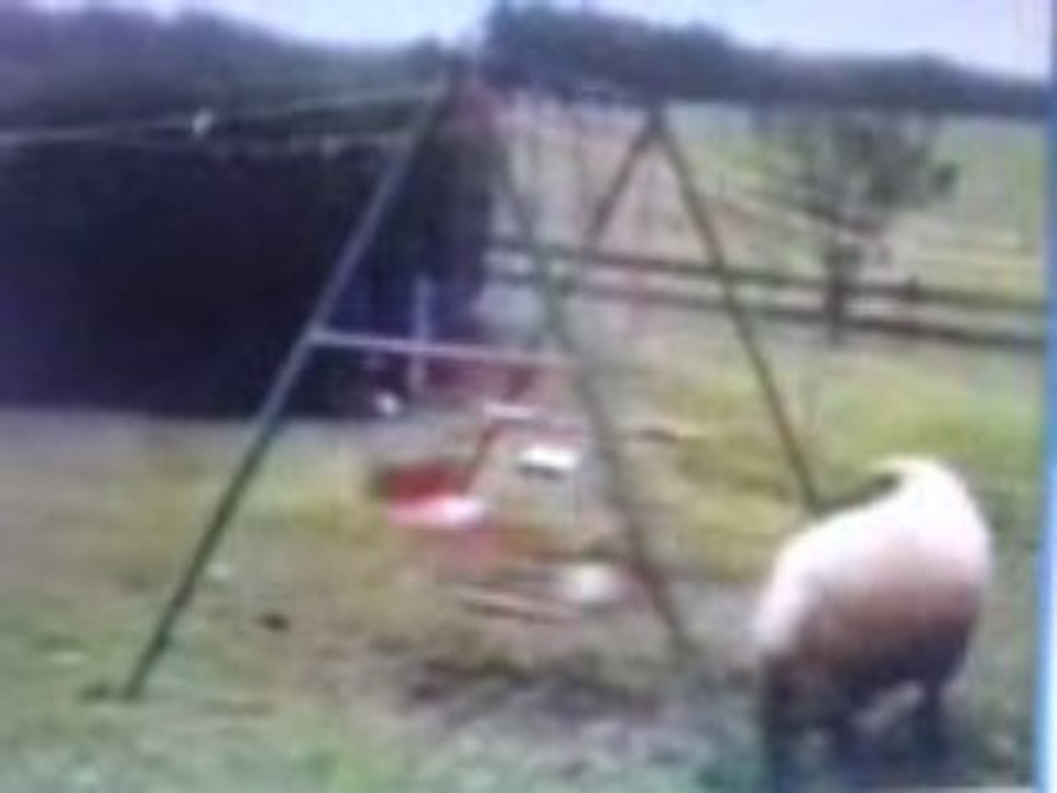 Bélier boxeur VS balançoire pour enfant