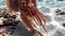 The Hunter That Hypnotizes Its Prey | Cuttlefish Strobe Hunting | Deep Wildlife