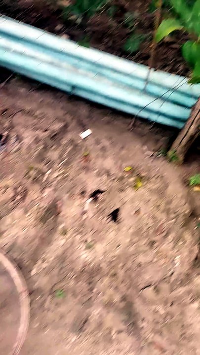 Quem veio me visitar a raposa
