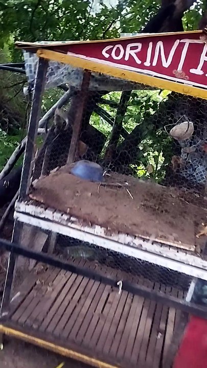 A galinha e a paisagem