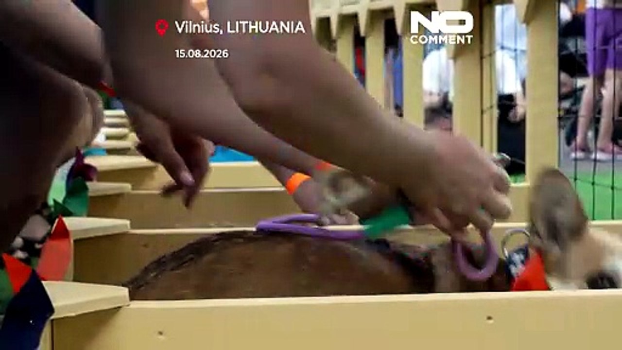 Kurioser Corgi-Wettbewerb in Vilnius: Rennen, Bellen, Verkleidungen