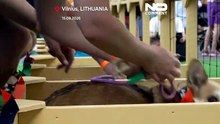 Корги бегают, лают и наряжаются на необычных соревнованиях в Вильнюсе