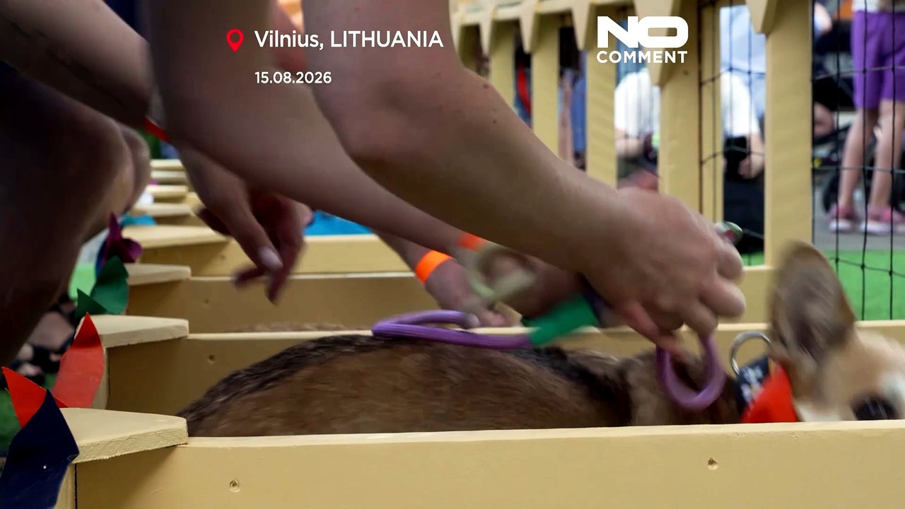 Corgis corren, ladran y se disfrazan en un concurso singular en Vilna