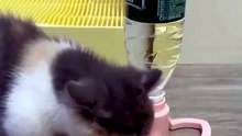 Automatic Cat Water Fountain – Gravity Feed, No Electricity