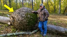 2 Years After Mom Vanishes, Hiker Spots Lumps On Tree