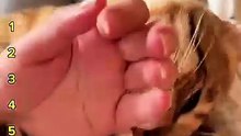 Cat Understand English Moment 😍😍😍