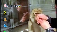 Funny Monkey Moment 🐒🐒🐒