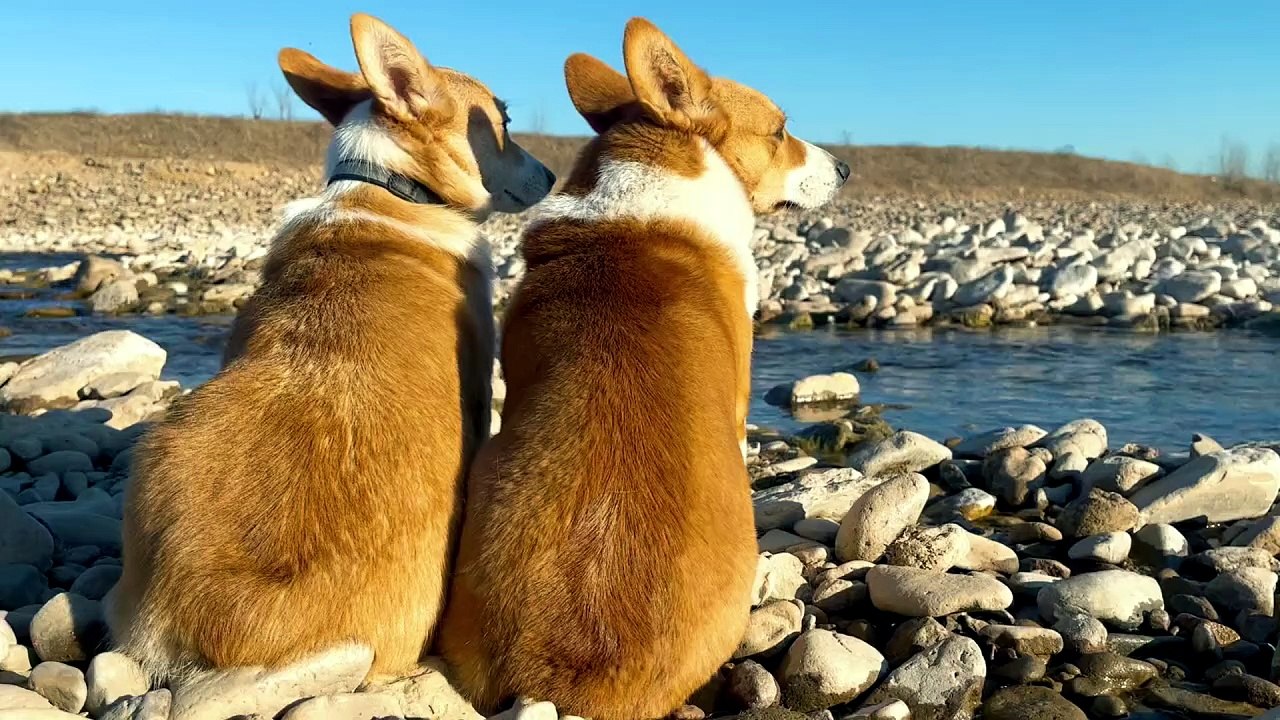 my dogs