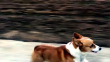 my dogs