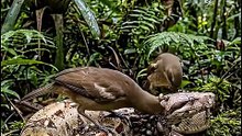 Birds feeding on ticks on a snake!