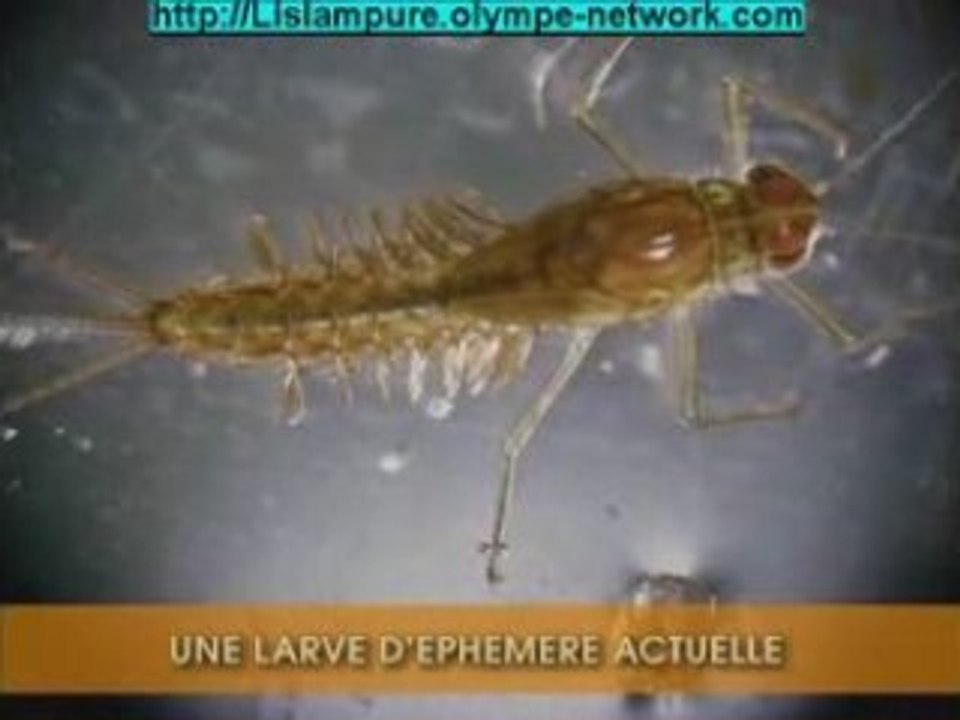 LES FOSSILES REFUTENT LA THEORIE DE L'EVOLUTION P2  darwin