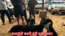 बालाहेड़ी मंडी में बारिश के कारण टॉप क्वालिटी बच्चे हुए सस्ते 😱 ₹3500 से शुरू Live Goat Market 2026