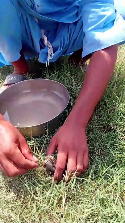 Village fish