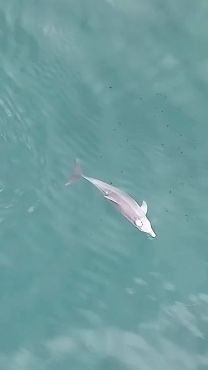 Dolphins using shells to trap prey