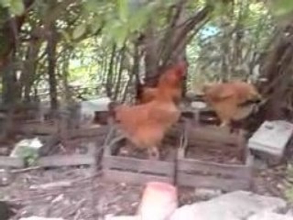 Le lutin et ses poules , présentation