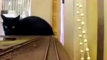 Cat vs. Train 🤣