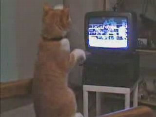 un chat qui boxe