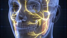 Did you know your face, taste, hearing & balance are controlled by just 3 powerful nerves? 😱