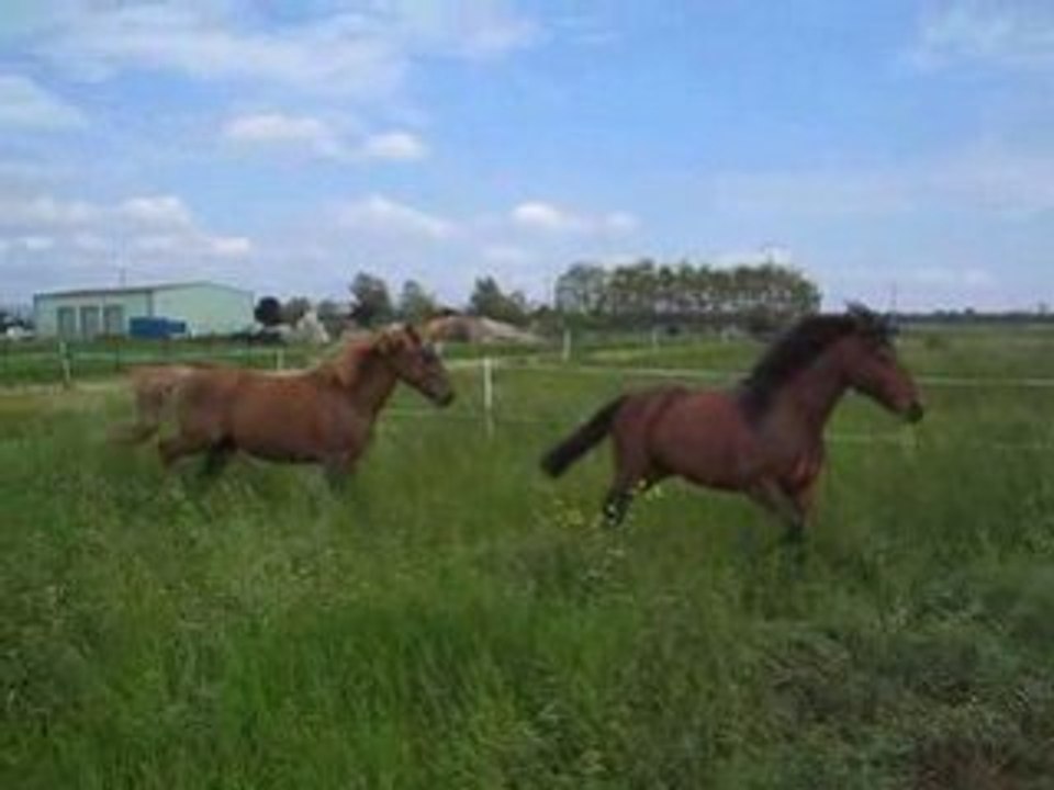 sheitan et kazan:sortie au pré