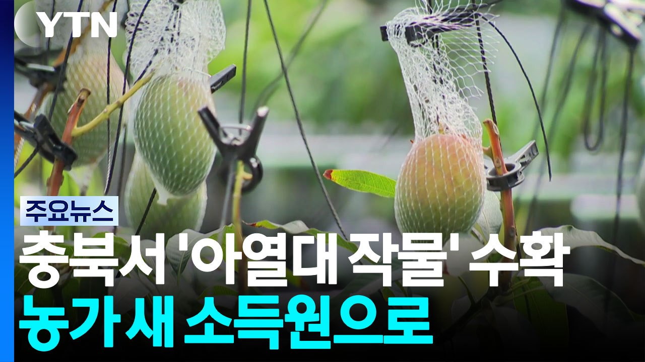 충북서 '아열대 작물' 수확...농가 새 소득원으로 / YTN