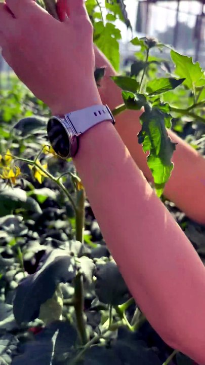 Don't delay in tying your tomato plants to string.