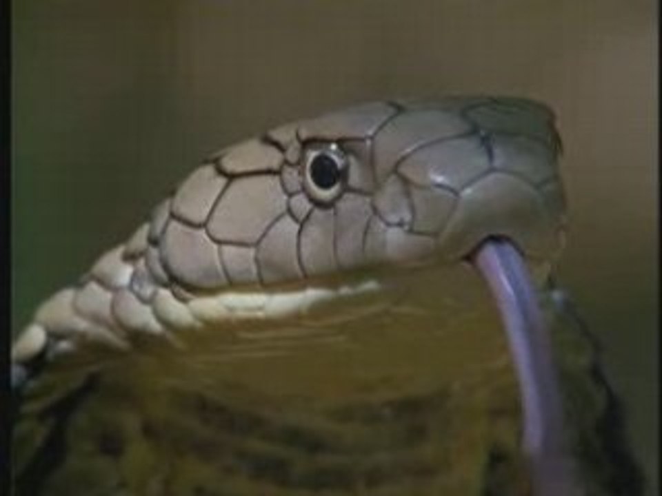 Cobra Royal vs Couleuvre