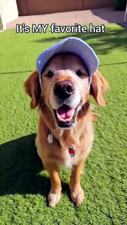 Adjustable Pet Baseball Cap – Wind & Sun Protec...