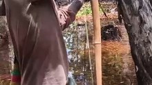 Amazing! Archery of large snakehead fish.