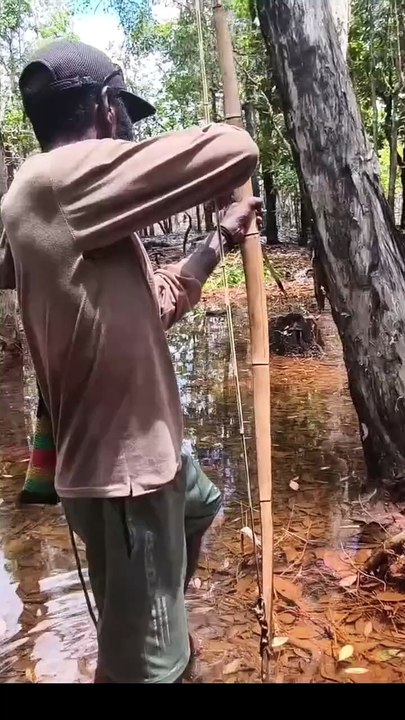 Amazing! Archery of large snakehead fish.