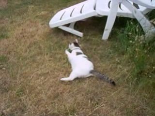 bastien...chat joueur...un bon compagnon