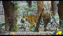 Tigers on the Rise 老虎崛起