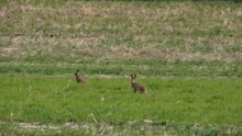 is it safe to eat rabbit year round