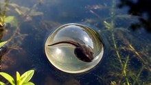Katak yang baru berkembang diatas daun lotus