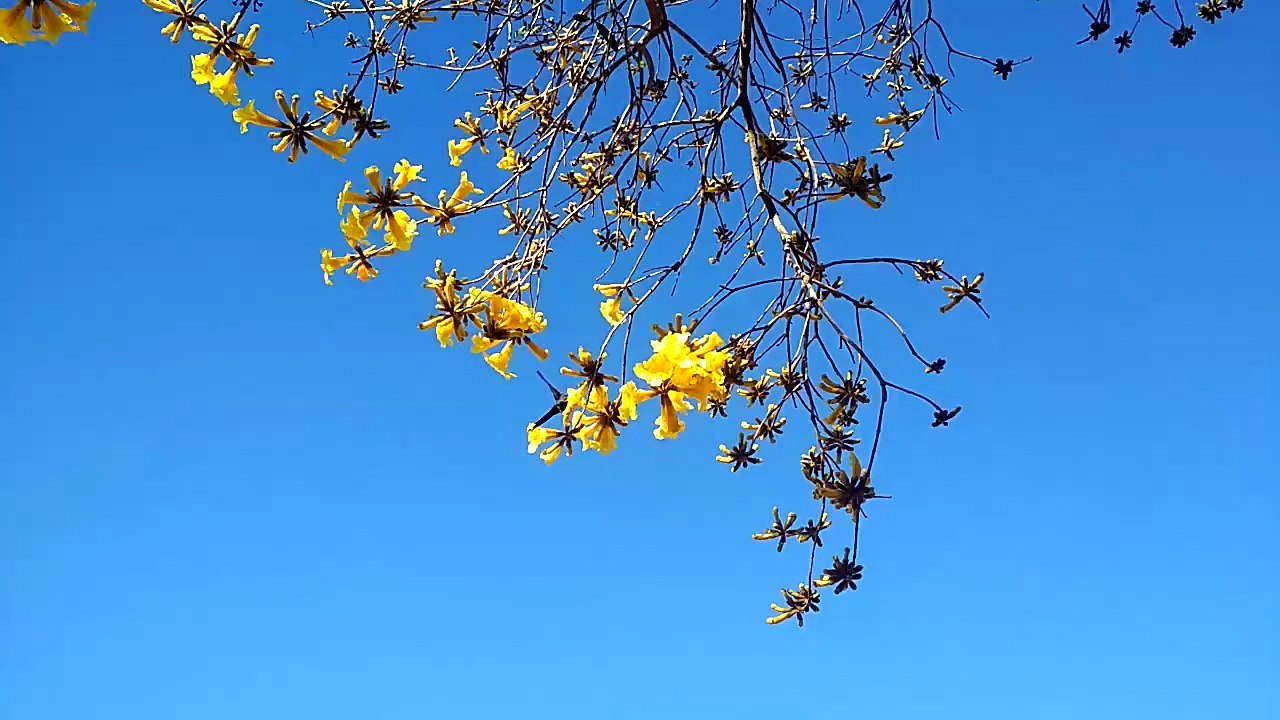 O Beija-flor