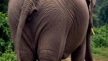 Seekor gajah melahirkan