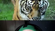 ¿Sabías que el tigre en realidad no es naranja?