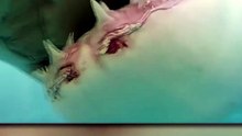 How Shark Teeth Really Work
