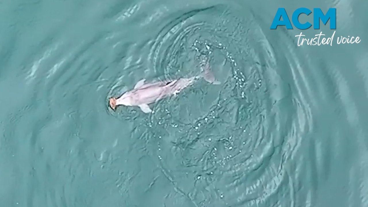 Rare footage shows dolphins using sea shells to fish
