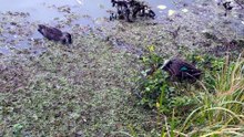 Pacific black ducks 08