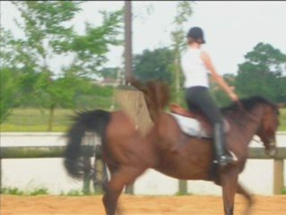 Hommage à toi cheval de mes reves qui me manque