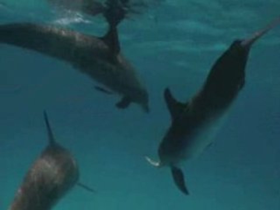 National Geographic Les Dauphins.3