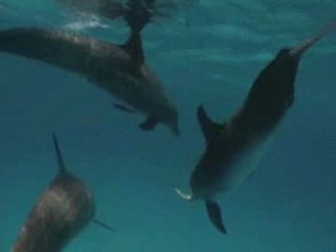 National Geographic Les Dauphins.3