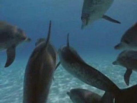 National Geographic Les Dauphins.2