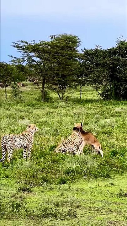 Ultimate Big Cats: Cheetahs, Leopards, and Jaguars on the Hunt