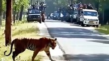 Tiger vs other animals#trending #animals #wildlife #shorts