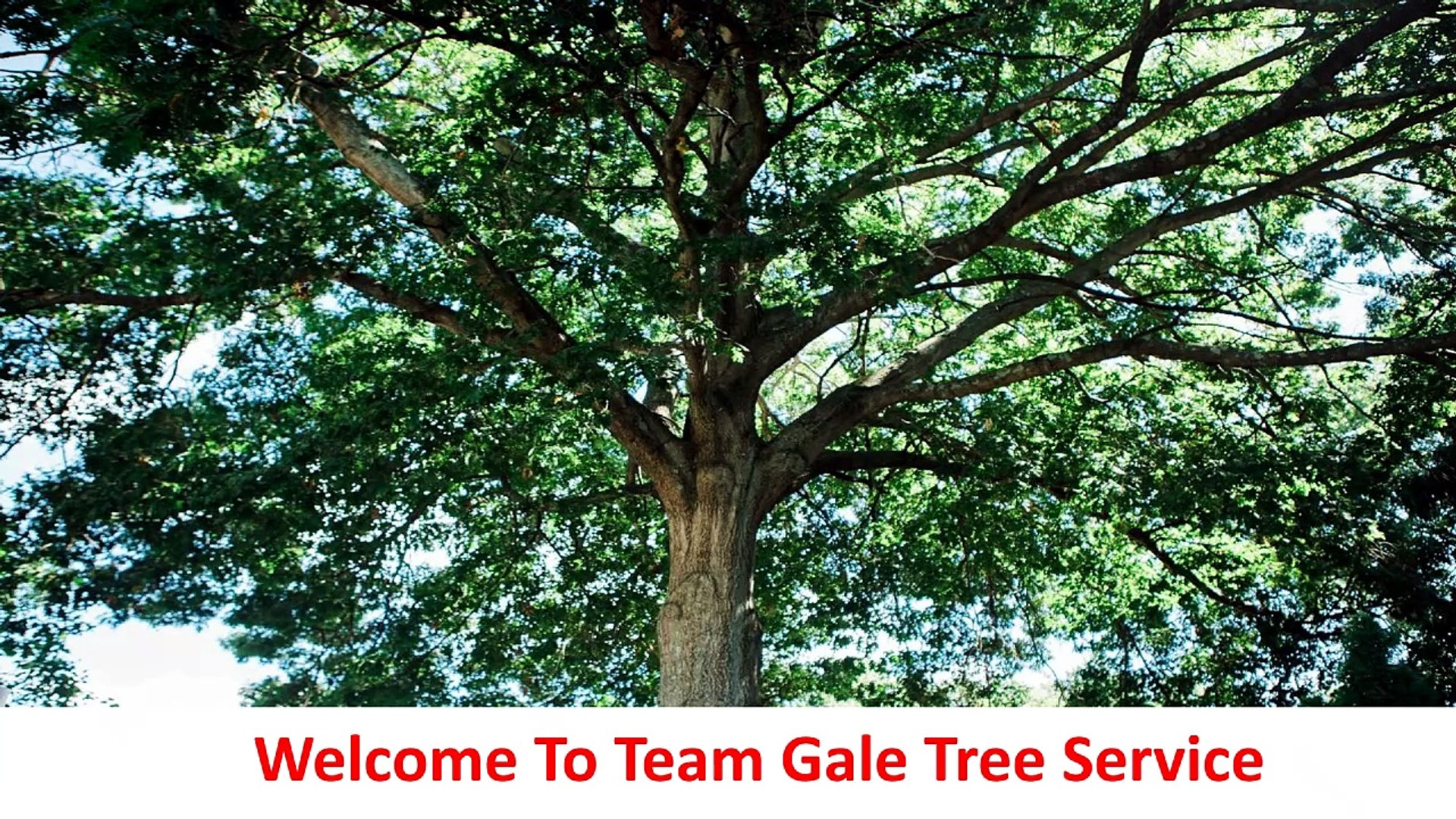 Team Gale Tree Service in Cinnaminson, NJ | (856) 393-7223
