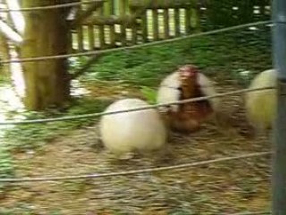 CLIP0177