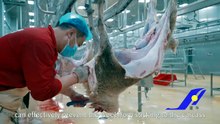Complete mutton slaughtering & cutting process| sheep processing factory | lamb processing plant